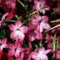 10 seeds - Nicotiana Avalon Pink Picotee Plant #ggvm5
