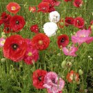 Mix 50 seeds - Papaver rhoes Plant #ggvm5