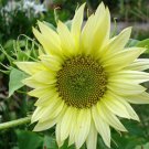 10 seeds - Sunflower F1 Jade Plant #ggvm5