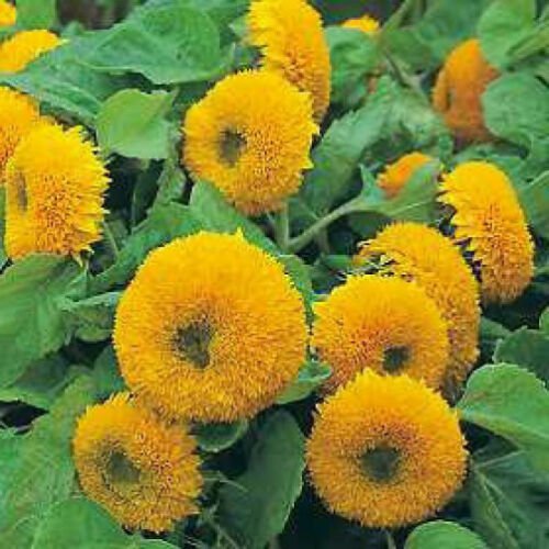 100 seeds - Sunflower Sun Gold Dwarf Plant #ggvm5