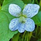 10 seeds - Viola sororia Freckles Plant #ggvm5