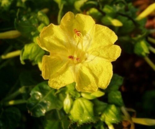 10 seeds - Mirabilis multiflora yellow Plant #ggvm5