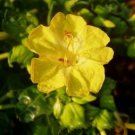 10 seeds - Mirabilis multiflora yellow Plant #ggvm5