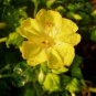 10 seeds - Mirabilis multiflora yellow Plant #ggvm5