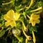 10 seeds - Mirabilis multiflora yellow Plant #ggvm5