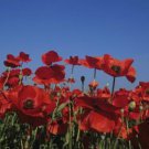 Mix 20 seeds - Poppies rhoes Shirley Plant #ggvm5