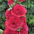 Mix 20 seeds - Alcea rosea Queeny Plant #ggvm5