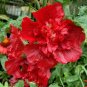 Mix 20 seeds - Alcea rosea Queeny Plant #ggvm5