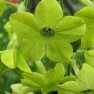 20 seeds - Nicotiana alata Lime Plant #ggvm5