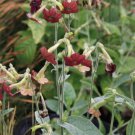 20 seeds - Nicotiana Hot Chocolate Plant #ggvm5