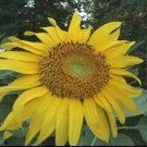 10 seeds - Sunflower annuus Titan Plant #ggvm5