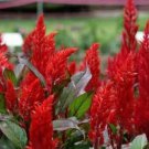 15 seeds - Celosia plumosa Fresh Look Red - Plant #ggvm5
