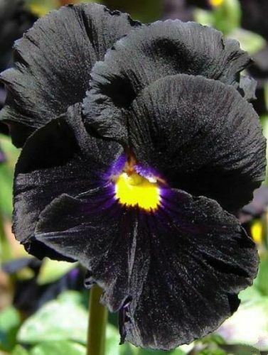 25 seeds - Viola cornuta Bowles Black Plant #ggvm5