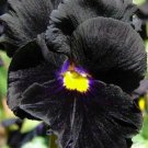 25 seeds - Viola cornuta Bowles Black Plant #ggvm5