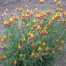 10 seeds - Schizanthus coccineus Plant #ggvm5