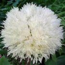 50 seeds - Somniferum Swansdown Poppies Plant #ggvm5