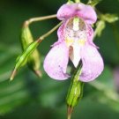 5 seeds - Impatiens textori Plant #ggvm5