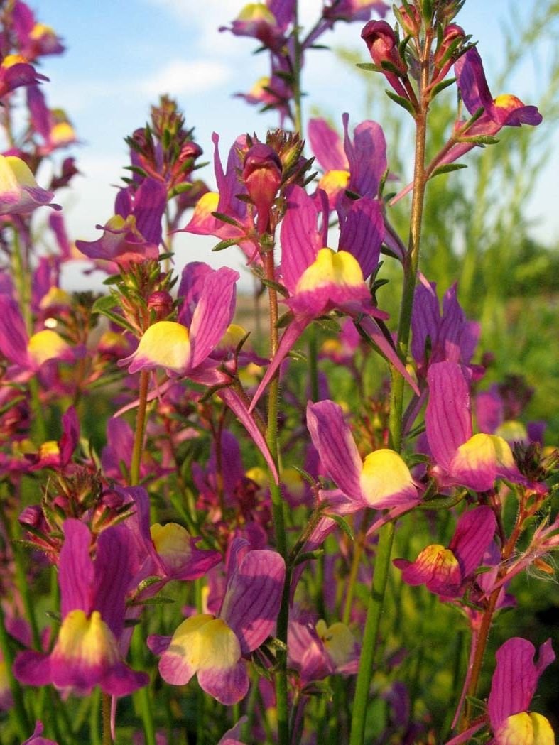 20 seeds - Linaria maroccana Toadflax Plant #ggvm5