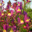 20 seeds - Linaria maroccana Toadflax Plant #ggvm5