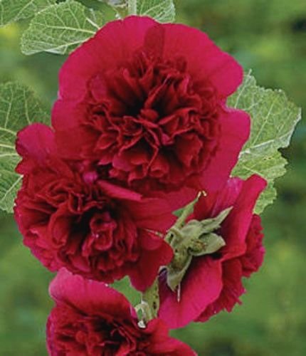 15 seeds - Alcea rosea Chaters Maroon Plant #ggvm5