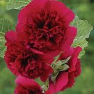 15 seeds - Alcea rosea Chaters Maroon Plant #ggvm5