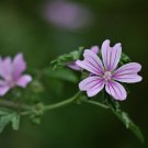 30 seeds - Malva sylvestris Zebrina Plant #ggvm5