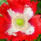 50 seeds - Poppies somniferum Danish Flag Poppy Plant #ggvm5