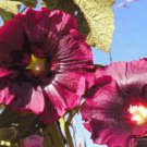 10 fresh seeds - Alcea rosea King Henry VIII rose Plant #ggvm5