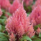 15 seeds - Celosia plumosa Smart Look Romantica Plant #ggvm5