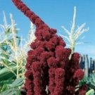 20 seeds - Amaranthus gangeticus Elephant Head Plant #ggvm5