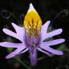 10 seeds - Schizanthus hookerii Mariposita Cordillerana Plant #ggvm5