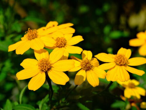 10 seeds - Tagetes lemmonii Mount Lemmon Marigold Plant #ggvm5