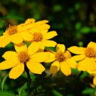 10 seeds - Tagetes lemmonii Mount Lemmon Marigold Plant #ggvm5