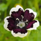 10 seeds - Nemophila menziesii Penny Black Plant #ggvm5