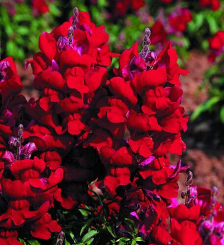 30 seeds - Antirrhinum majus maximum Ruby Plant #ggvm5