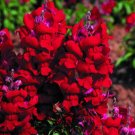 30 seeds - Antirrhinum majus maximum Ruby Plant #ggvm5