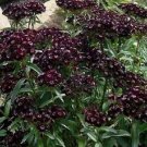 15 seeds - Dianthus barbatus nigriscens Sooty Plant #ggvm5