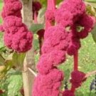 10 seeds - Amaranthus caudatus Pony Tails Plant #ggvm5