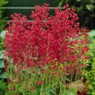 10 seeds - Heuchera sanguinea v. pulchra Plant #ggvm5