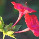 10 seeds - Mirabilis jalapa Marv of Peru Plant #ggvm5