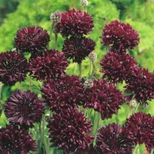 10 seeds - Centaurea cyanus Black Ball Plant #ggvm5