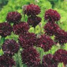 10 seeds - Centaurea cyanus Black Ball Plant #ggvm5