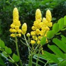 20 seeds - Cassia alata Empress Candle Plant #ggvm5