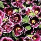 15 fresh seeds - Alcea rosea Creme de Cassis Plant #ggvm5