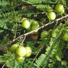 10 seeds - Phyllanthus emblica Indian gooseberry Plant #ggvm5