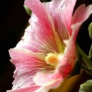 50 seeds - Alcea rosea Pink Candy Stripes Plant #ggvm5