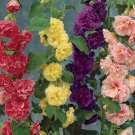 Mix 15 seeds - Alcea rosea Chaters Double Plant #ggvm5