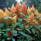 10 seeds - Amaranthus cruentus Autumn's Touch Plant #ggvm5