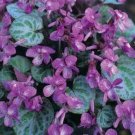 10 seeds - Viola koreana Syletta Rare variegated violet Plant #ggvm5