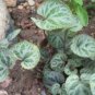 10 seeds - Viola koreana Syletta Rare variegated violet Plant #ggvm5